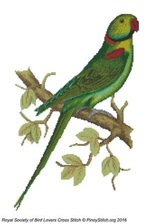 (image for) RSBL Parakeet Alexandrine